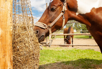 Horse eating hay from haynet, on a horse ranch. © наталья саксонова