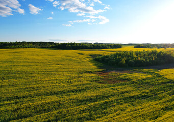 Rapeseed Field in rural. Agricultural field With Flowering Blooming Oilseed Field. Rural Landscape at village in Spring.  Blossom Canola Yellow Flower. Yellow background Field with Yellow Rapeseed.