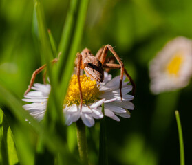 spider on a flower