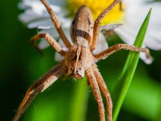 spider on a flower