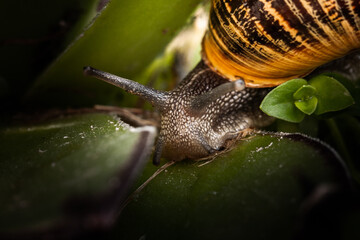 snail on a leaf