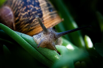 snail on a leaf