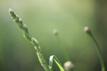 A stalk of grass