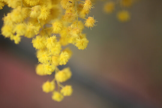 Mimosa flowers