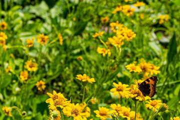 butterfly on a flower meadow © Robert Szymanski 