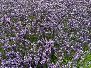 Obraz premium Lavedelfeld, Lavendel 