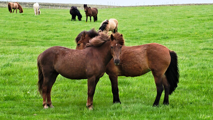 Fototapeta premium iceland: pictures of a wonderful holiday. The land of ice and fire