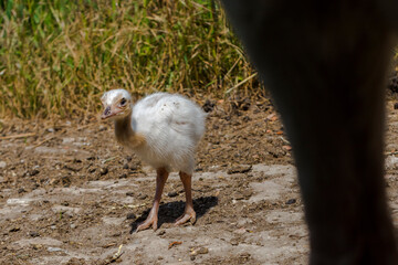 Fototapeta premium Greater rhea or nandu chick on the ground