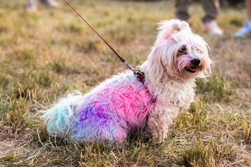 Kolorowy pies na Festiwal Kolorów Holi. Indyjskie święto z kolorowym pudrem, Polska
 - obrazy, fototapety, plakaty