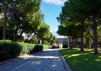 City park with green trees and palm trees. Valencia Central Park with gardens and green trees. Green grass lawn, palm trees and walking paths and bike paths at the beginning of the day in park..