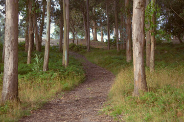 Camino por el Bosque
