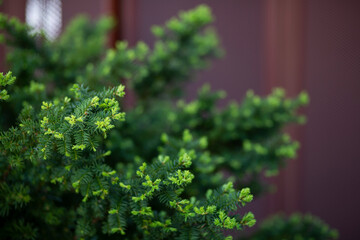 Fototapeta na wymiar parsley on the window