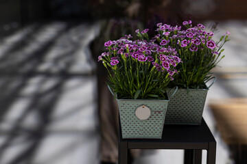 bouquet of flowers in a vase