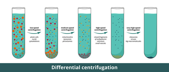 Differential centrifugation visualization with 4 stages at progressively higher speeds that separate cell components on the basis of their size and density. 