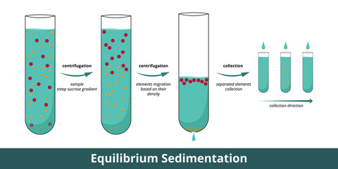 Equilibrium Sedimentation. Stages of cell components separation using ultracentrifuge with 2 steps of centrifugation. Separation is based on buoyant density of elements.