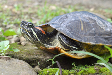 Obraz premium the turtle is swimming and walking on the grass while playing eating leaves