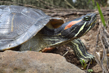the turtle is swimming and walking on the grass while playing eating leaves