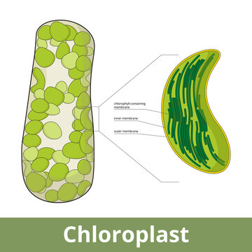 Chloroplast. Visualization of chloroplasts arrangement in plant cell and its basic structure, including chlorophyll-containing membranes, inner and outer membranes.