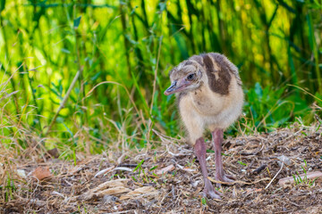 Greater rhea or nandu chick on the ground