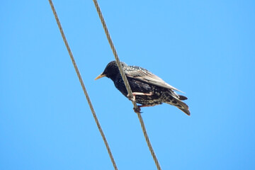 The starling sits on electric wires, against the background of the sky.