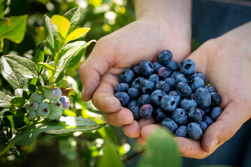 picking fresh blueberries in the patch