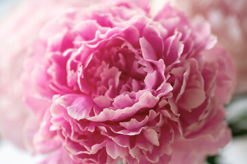 Pink peony flower, closeup, macro. Natural background, soft focus
