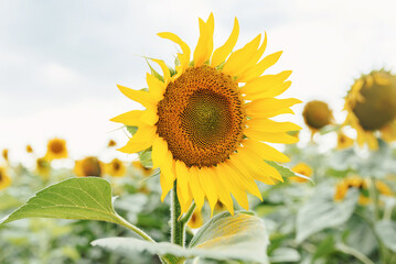 Field of blooming golden sunflowers on a sunny day. This crop is grown in Ukraine for human consumption or for oil production. High yields. Rural field landscape.