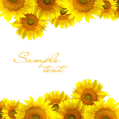 sunflower border frame