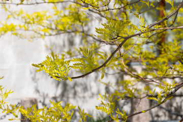 Nature of green leaf in garden at summer. Natural green leaves plants using as spring background cover page greenery environment ecology wallpaper