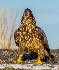 Immature bald eagle is shown screaming on beach.