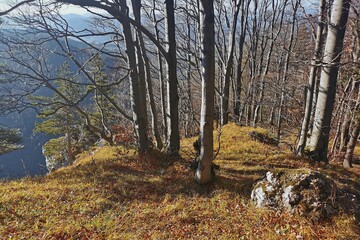 Obraz premium autumn in the forest