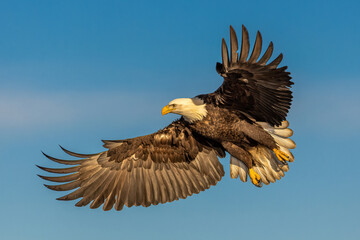 Bald eagle is shown gliding through sky.