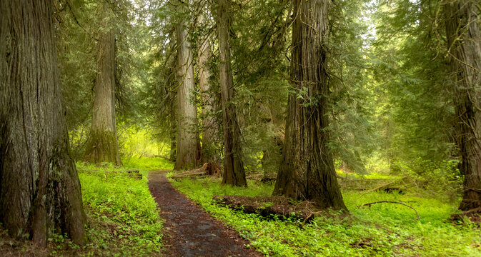 Magical Forest