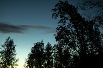 Naklejka premium Forest at night. Silhouettes of trees in evening. Forest landscape.