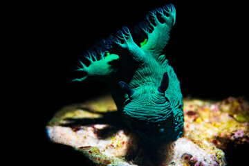 A nudibranch on the reef
