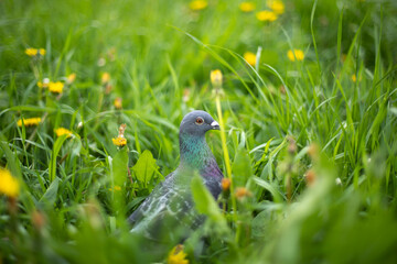 Pigeon in green grass. Purebred pigeon. City bird.