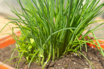 Obraz premium Green onions grow in summer in pot. Growing vegetables.
