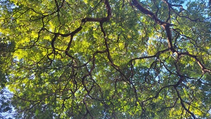 green leaves against blue sky