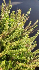 leaves in the forest