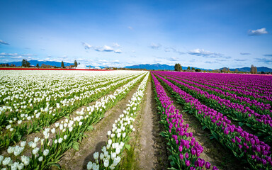 field of tulips in spring