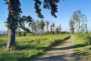 path in the woods