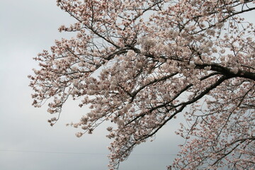 부산 개금 벚꽃길에서 찍은 사진입니다. 날씨가 흐려서 아쉬웠지만요.
