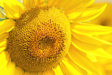 sunflower close up