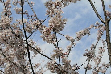 부산 삼락생태공원 벚꽃길을 걸으면서 찍은 사진입니다.