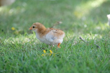 A baby chick is walking freely in a yard. A white and brown chick is on the green grass.