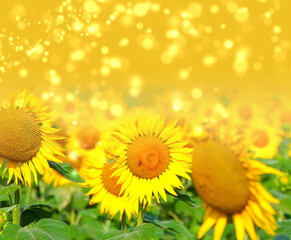 Obraz premium yellow sunflower field