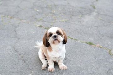 Animals. Beautiful domestic purebred dog Shih Tzu sits alone on the road