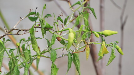Dry red chili peppers hang on bush.