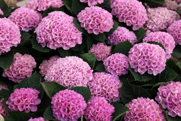 Fototapeta premium Beautiful hydrangea plant with pink flowers as background