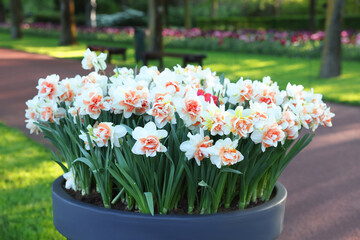 Pot of beautiful narcissus flowers in park, closeup. Spring season - obrazy, fototapety, plakaty